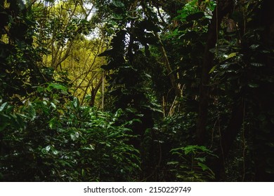 Deep Dark Tropical Jungle Wet Rain Stock Photo 2150229749 Shutterstock