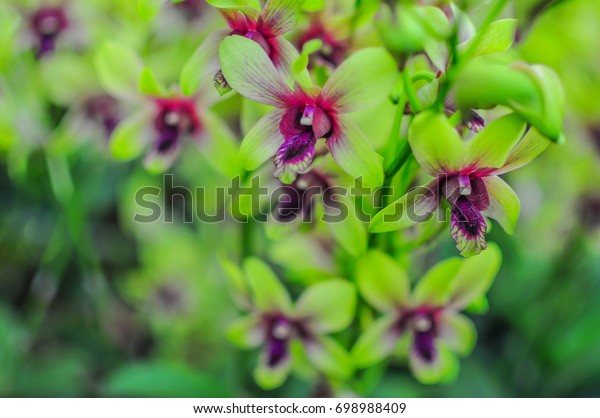 Dendrobium Changi Airport Orchid Which Yellow 스톡 사진 698988409