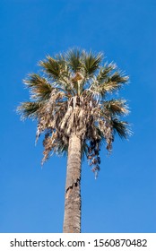 Desert Fan Palm Washingtonia Filifera Park Stock Photo