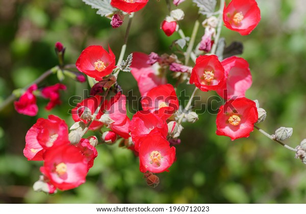 Desert Globe Mallow Louis Hamilton Bloom Stock Photo