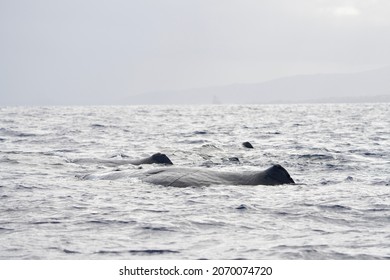 Dorsal Fin Sperm Whale On Surface Stock Photo 2070074720 Shutterstock