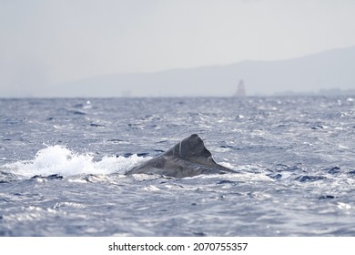 Dorsal Fin Sperm Whale On Surface Stock Photo 2070755357 Shutterstock