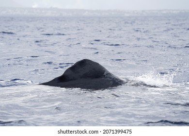 Dorsal Fin Sperm Whale On Surface Stock Photo 2071399475 Shutterstock