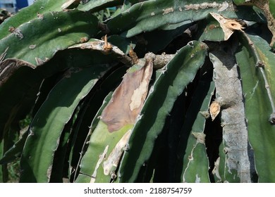 Dragon Fruit Diseases Dragon Dry Stem Stock Photo Shutterstock