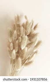 Dry Fluffy Bunny Tails Grass Lagurus Stock Photo Shutterstock