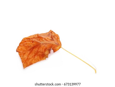 Dry Plane Tree Sycamore Leaves Isolated Stock Photo