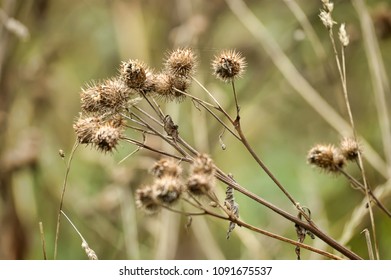 Dry Spines Greater Burdock Arctium Lappa Stock Photo