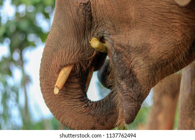 Happy Sloth Hanging On Tree Stock Photo Shutterstock