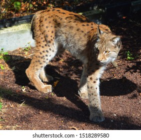 Eurasian Lynx Lynx Lynx Known European Stock Photo