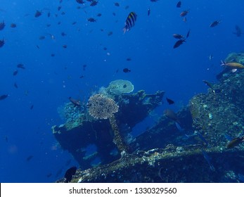 Exploring Wreck Usat Liberty Tulamben Bali Stock Photo 1330329560