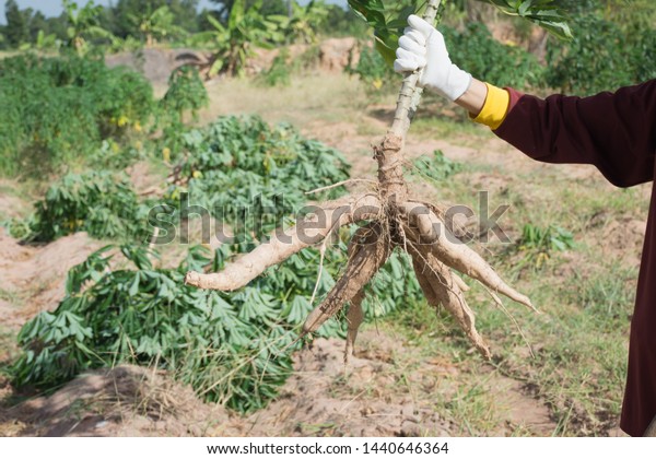 Farmer Harvest Cassava Farmland Before Rainy Stock Photo 1440646364