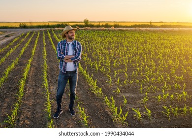 Farmer Standing His Growing Corn Field Stock Photo