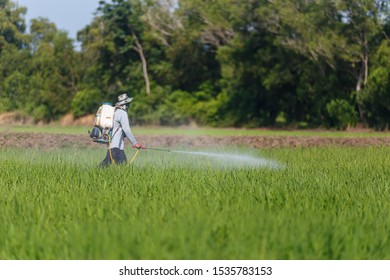 Farmers Spraying Chemicals Rice Fields Stock Photo Edit Now 1535783153