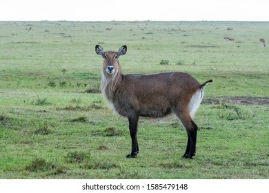 Female Waterbuck Standing Plains Africa Inside Stock Photo 1585479148