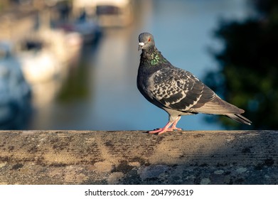 Feral Pigeons Columba Livia Domestica Images Stock Photos