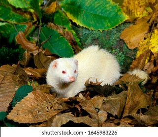 258 Albino Ferret Images Stock Photos Vectors Shutterstock