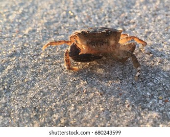 Fiddler Crab On Beach Sunrise Stock Photo 680243599 Shutterstock