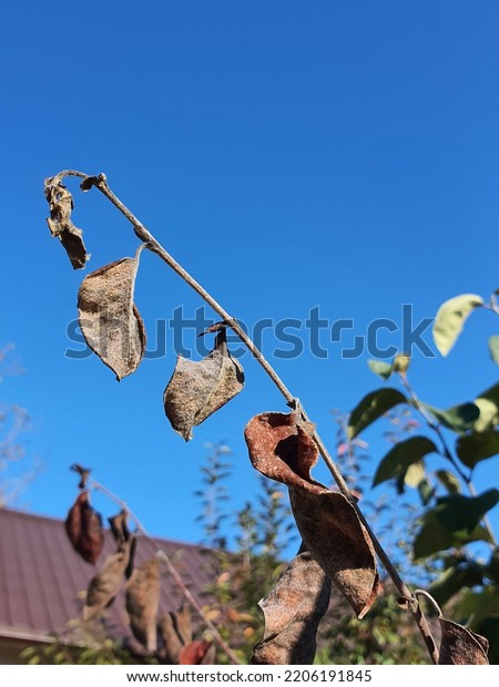 Fire Blight On Quince Tree Branch Stock Photo Shutterstock