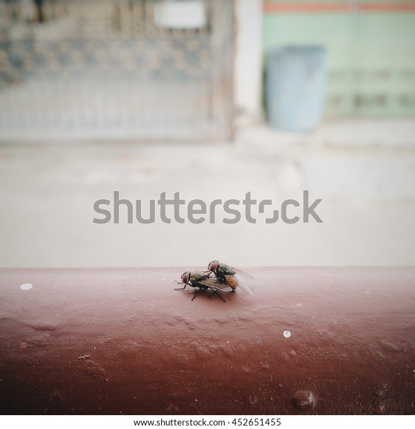 Flies Having Sex Reproduction Stock Photo Shutterstock