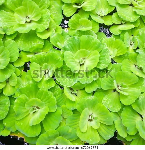 Floating Plants Pistia Water Cabbage On Stock Photo 672069871