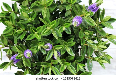 137 Hebe Flowers Isolated Stock Photos Images Photography Shutterstock