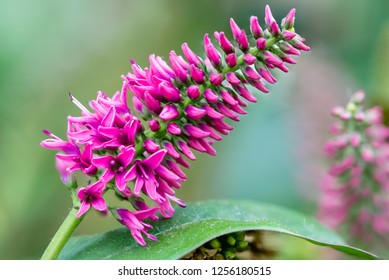 Hebe Flowers Isolated Stock Photos Images Photography Shutterstock