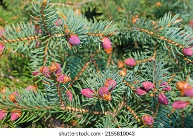 Flowers Norway Spruce Picea Spring Stock Photo Shutterstock