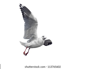 Flying Seagull Isolated On White Stock Photo Shutterstock