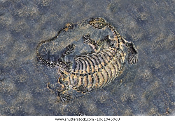 Fossil Dinosaur Fossil Keichousaurus Hui Fossil Stock Photo