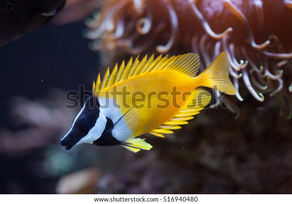 Amphacanthus Vulpinus Images Stock Photos Vectors Shutterstock