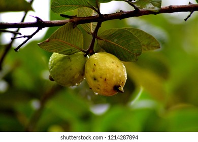 Amla Growing On Tree Amla Emblica Stock Photo Edit Now