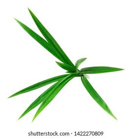 Fresh Pandan Leaves Isolated On White Stock Photo Edit Now 1443911216