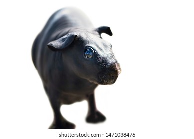 Funny Naked Sea Skinny Pig On Stock Photo Edit Now