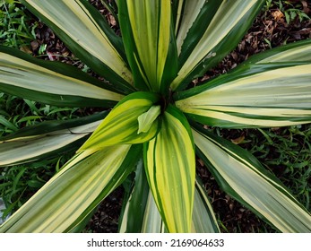 Furcraea Foetida Giant Cabuya Greenaloe Mauritiusflax Stock Photo