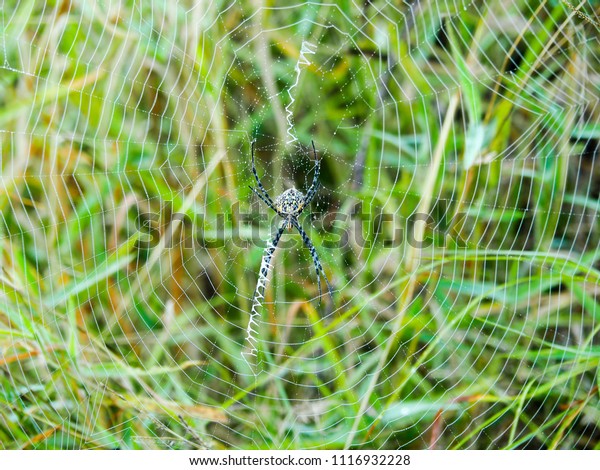 Garden Orb Spider Argiope Australis Built Stock Photo