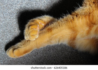 Ginger Cat Paws Crossed Legs Fluffy Stock Photo Shutterstock