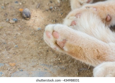 Closeup Selective Focus Paw White German Stock Photo Edit Now