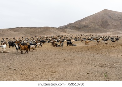 229 Sheep Naked Stock Photos Images Photography Shutterstock