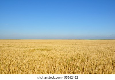 Gold Wheat Field Stock Photo Shutterstock