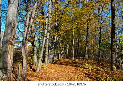 Golden Autumn Scene Park Falling Leaves Stock Photo 1849818376