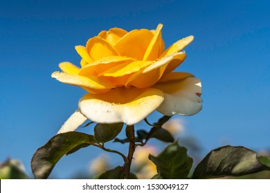 Golden Scepter Rose Flower Field Scientific Stock Photo 1530049127