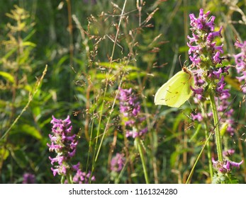 Gonepteryx Rhamni Known Common Brimstone Butterfly Stock Photo