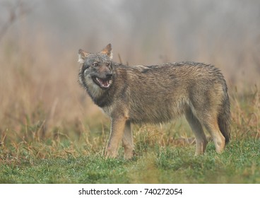 Gray Wolf Canis Lupus Stock Photo Shutterstock