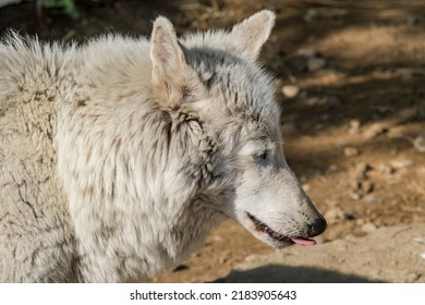 Gray Wolf Canis Lupus Forest Stock Photo 2183905643 Shutterstock