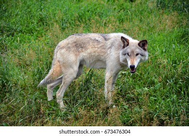 Gray Wolf Grey Wolf Canis Lupus Stock Photo Shutterstock