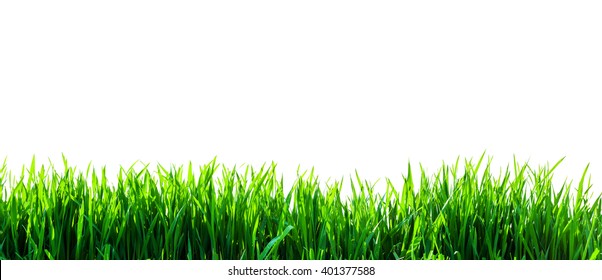 Green Grass Isolated On White Background 库存插图 42344104 Shutterstock