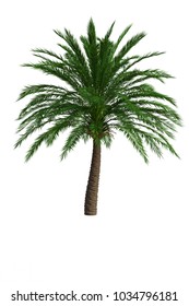 Palm Tree Isolated Hyophorbe Lagenicaulis Stock Illustration 152834045