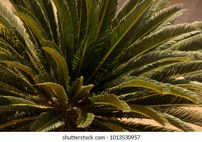 Codiaeum Variegatum Garden Croton Petra Botanical Stock Photo Edit Now