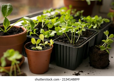 Cassette Pot Images Stock Photos Vectors Shutterstock