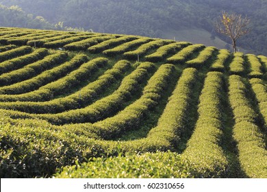 Green Bushes Labyrinth Hedge Maze Stock Photo Edit Now 458586463